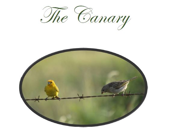 the canary